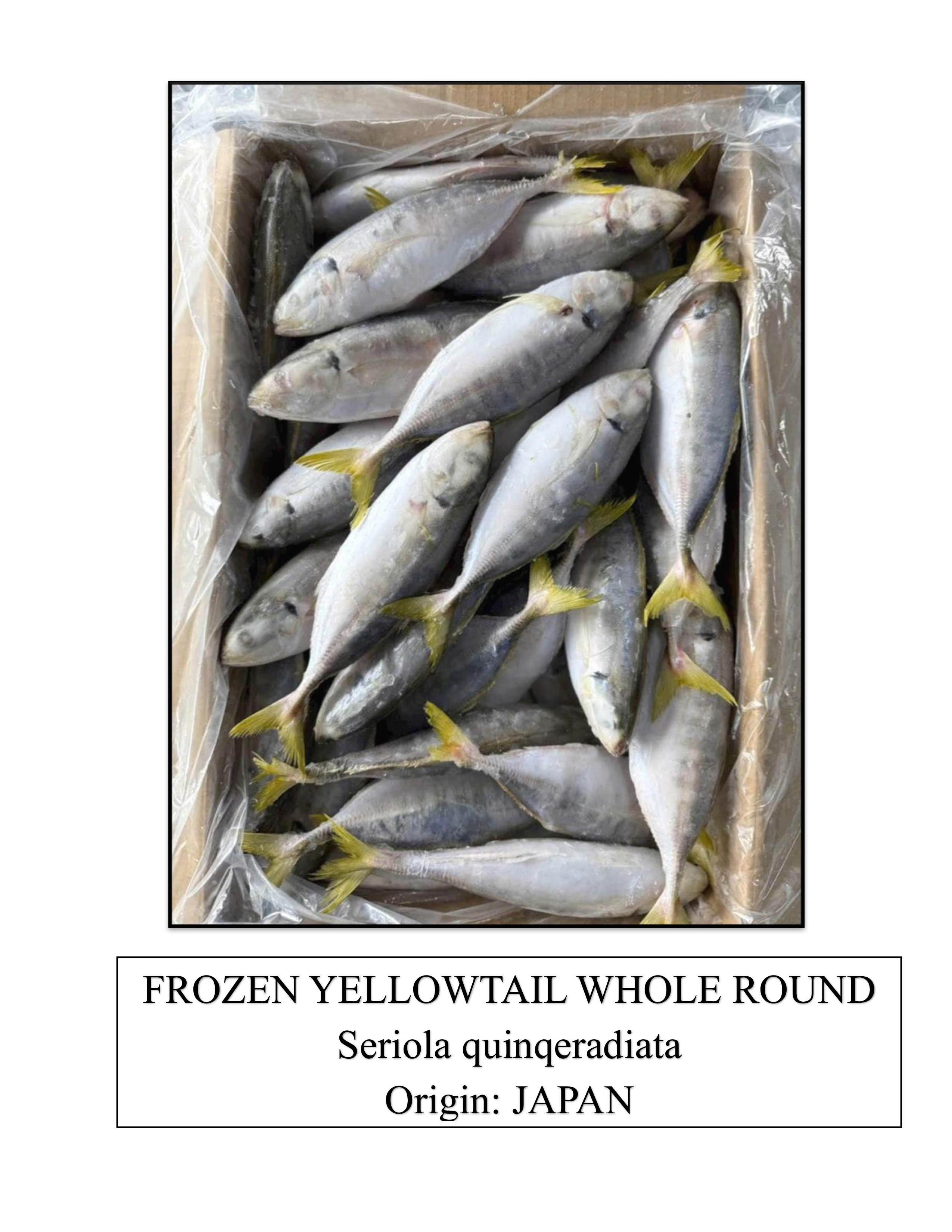 Frozen Yellowtail Whole Round